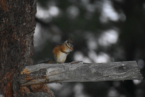 iNaturalist observation photo of Long-eared Chipmunk
