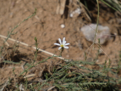 Chaetopappa ericoides