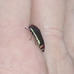 Acmaeodera flavomarginata