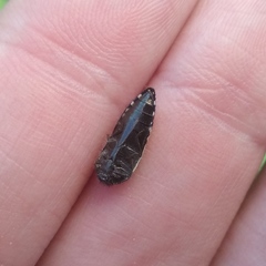 Acmaeodera flavomarginata