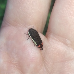 Acmaeodera flavomarginata