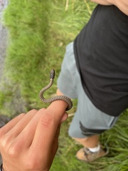 Thamnophis elegans vagrans