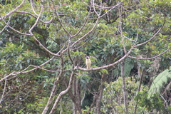 Herpetotheres cachinnans