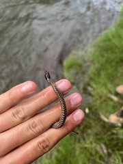Thamnophis elegans vagrans