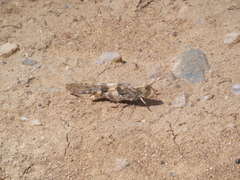 Trimerotropis