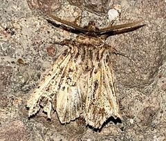 Tholera decimalis