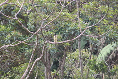 Herpetotheres cachinnans