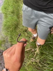 Thamnophis elegans vagrans