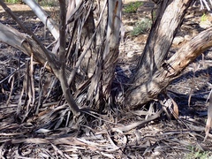 Eucalyptus oleosa oleosa