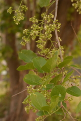 Ehretia laevis