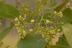 Ehretia laevis