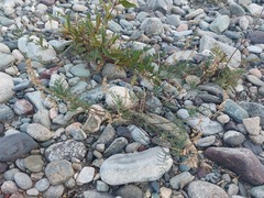 Astragalus versicolor