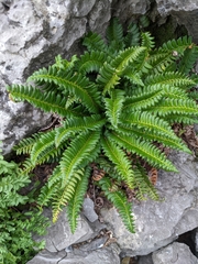 Polystichum lonchitis