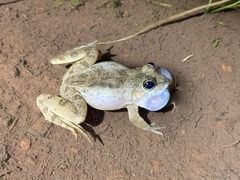 Jaladhara Skittering Frog photo 2