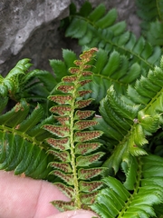 Polystichum lonchitis