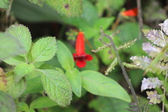 Kohleria inaequalis