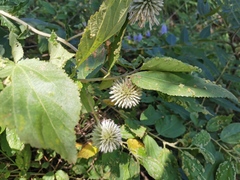 Echinops