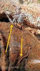 Geophilomorpha