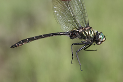 Somatochlora albicincta
