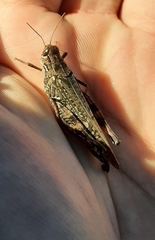 Calliptamus italicus