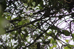 Picumnus granadensis