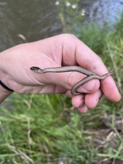 Thamnophis elegans vagrans