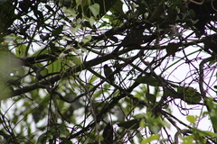 Picumnus granadensis