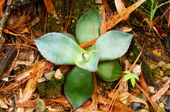 Agave guadalajarana