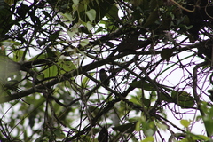 Picumnus granadensis