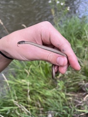 Thamnophis elegans vagrans