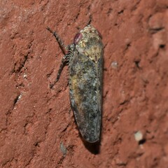 Paraphlepsius