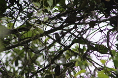 Picumnus granadensis