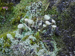 Cladonia pyxidata