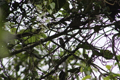 Picumnus granadensis