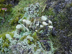 Cladonia pyxidata