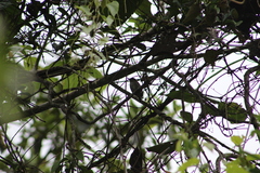 Picumnus granadensis