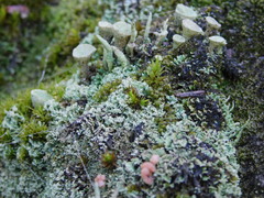 Cladonia pyxidata