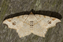 Macaria aemulataria