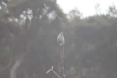 Rupornis magnirostris