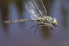 Somatochlora hudsonica