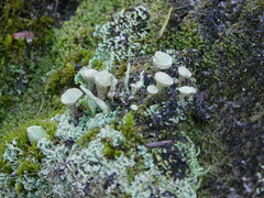 Cladonia pyxidata