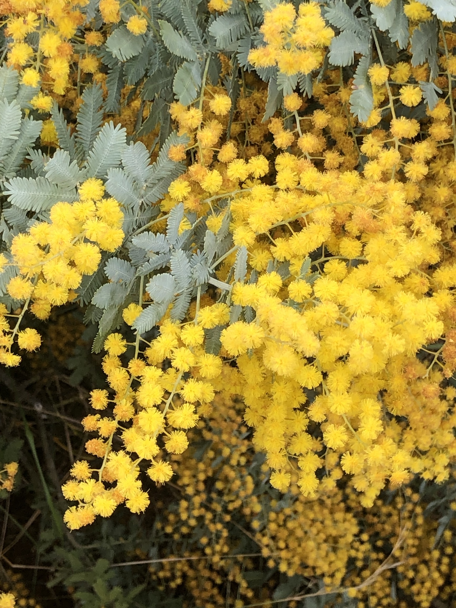 Acacia baileyana