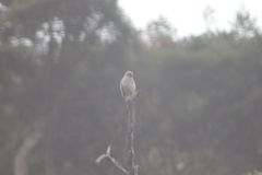 Rupornis magnirostris