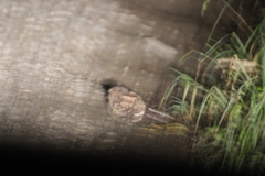 Nyctidromus albicollis