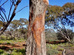Eolophus roseicapilla