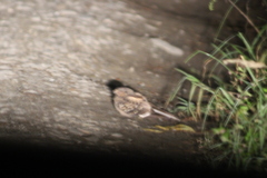 Nyctidromus albicollis