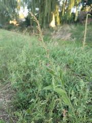 Oenothera curtiflora