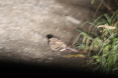 Nyctidromus albicollis