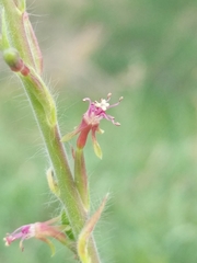 Oenothera curtiflora