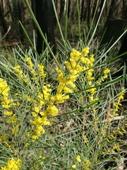 Acacia mucronata longifolia